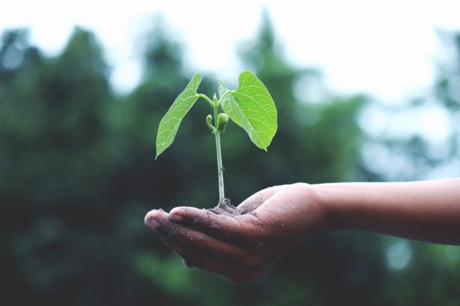 Hand holding a young plant, symbolising growth across Europe